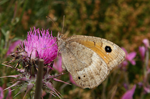 ? - Satyrus ferula (femmina)